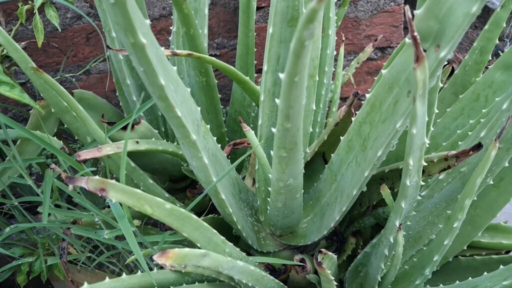 Aloe Vera Gel for Face: Benefits, Uses, How to Apply for Indian Skin (2026 Guide). 2 What is aloe aloe vera gel