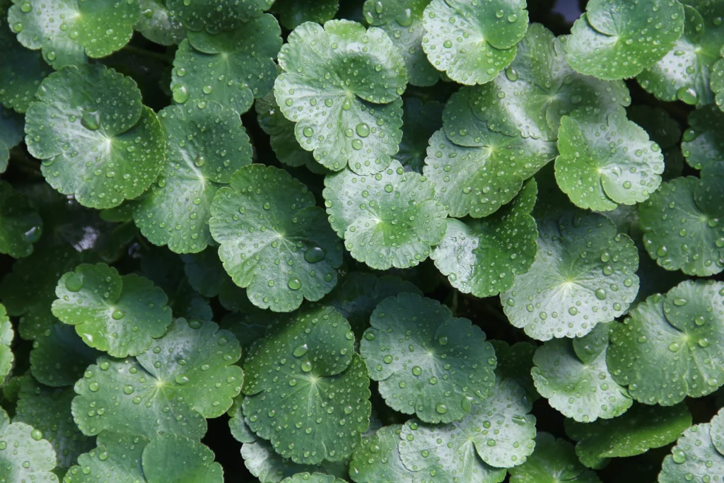 Fresh Centella Asiatica (Cica) plant leaves used in Ayurvedic and Korean skincare